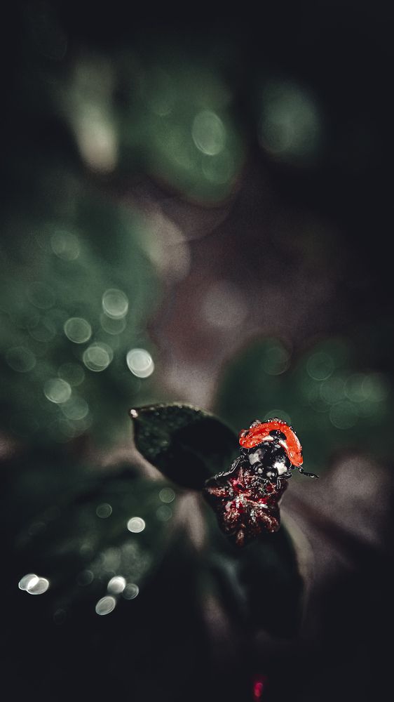 Photograph by Денис Шамров