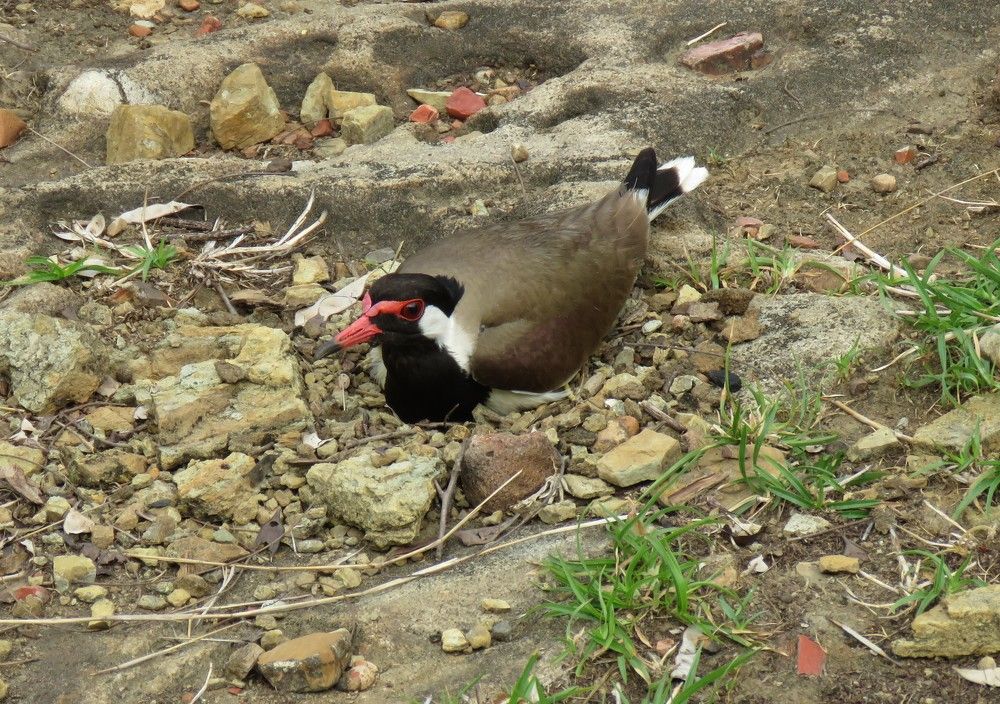Lapwing nesting on ground