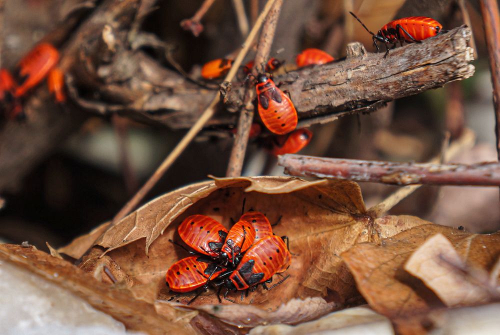 Подготовка к зиме