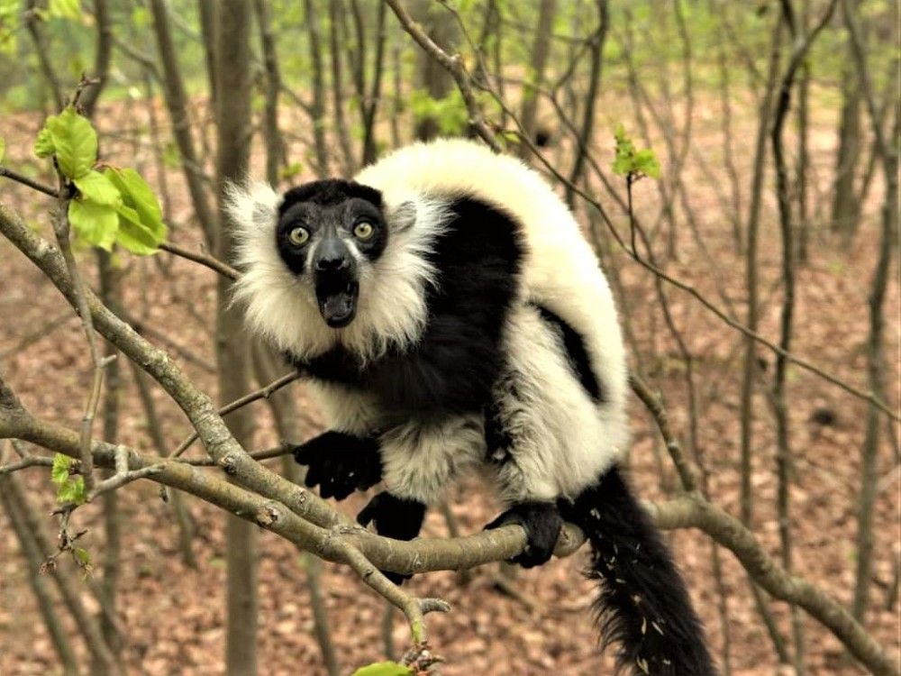 Лемур.