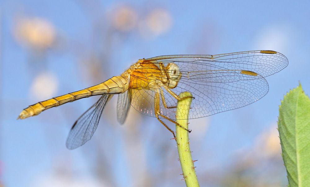 Photograph by Ави Христова