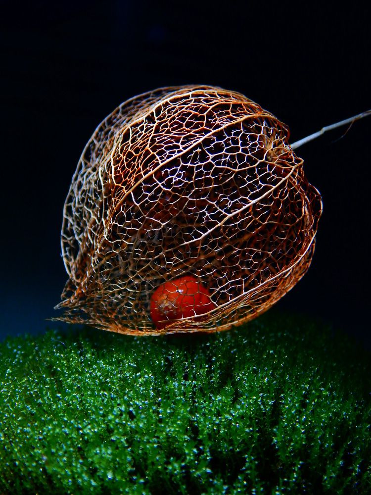 Photograph by Анна Репина