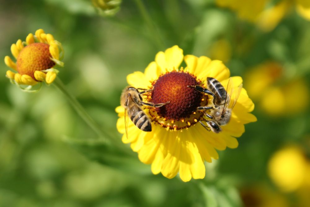 Фотография автора Алексей Борисов