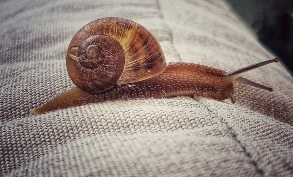 Фотография автора amal ahmed