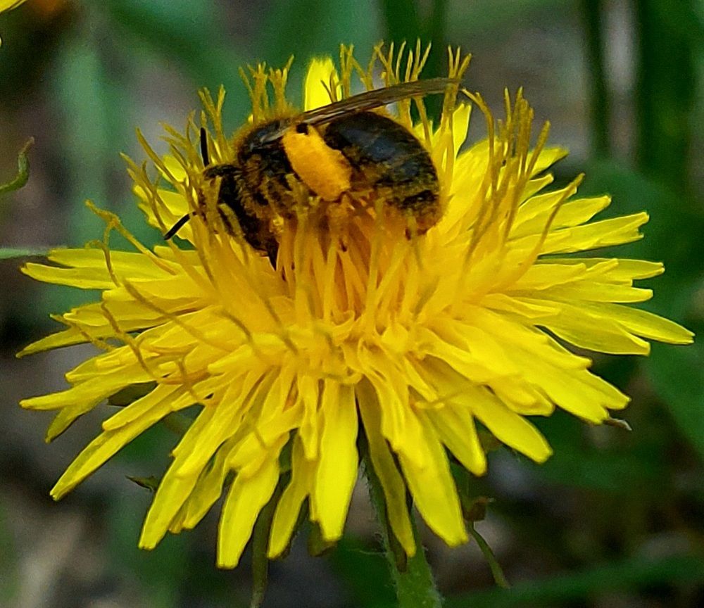 Фотография автора Stevo Dragić