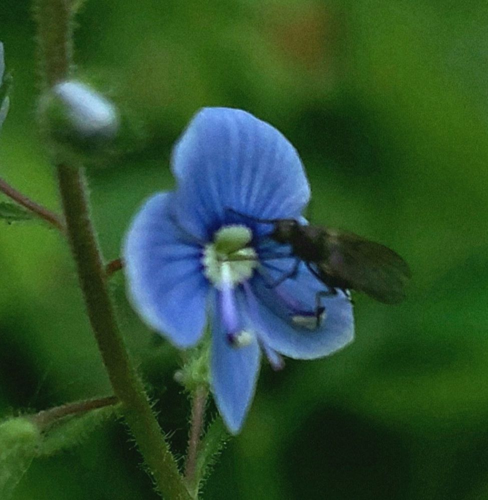 Фотография автора Stevo Dragić