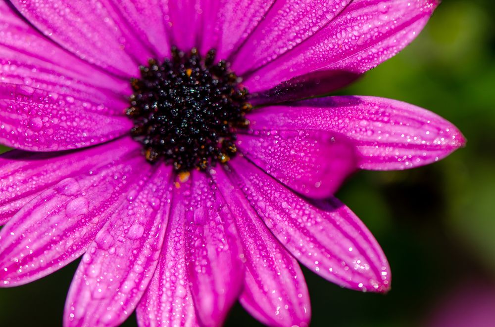 Photograph by Elias Deus