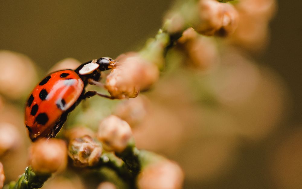 Photograph by Elias Deus