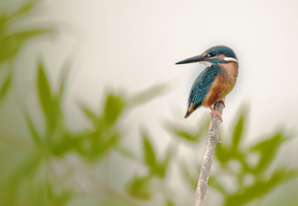 Photograph by ARNAB RAY