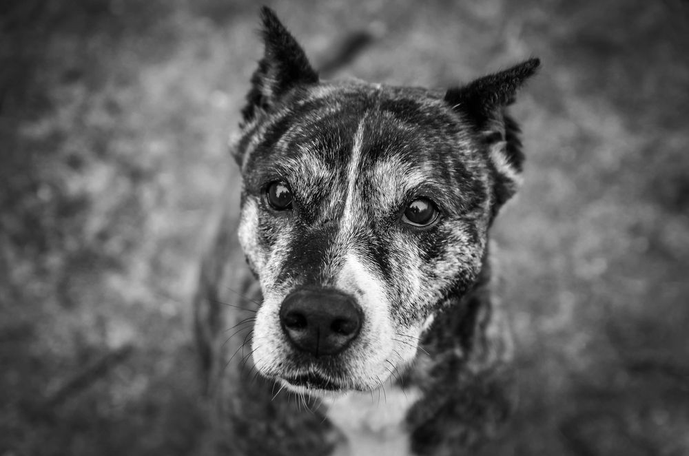 Photograph by AndreY