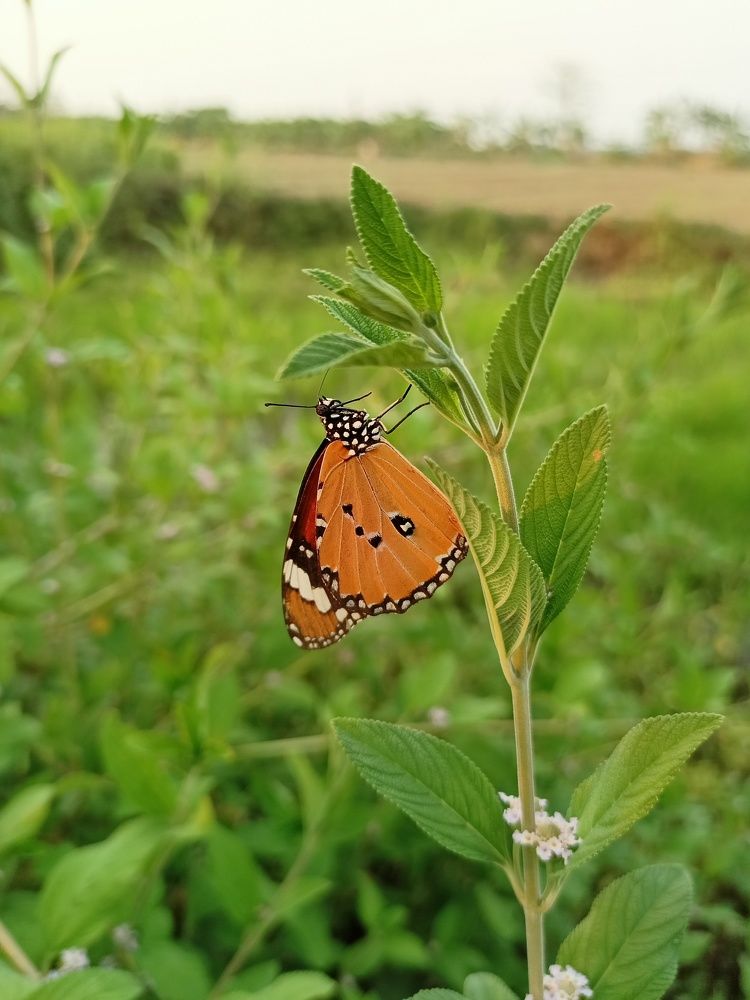 Butterfly Mobile Photography