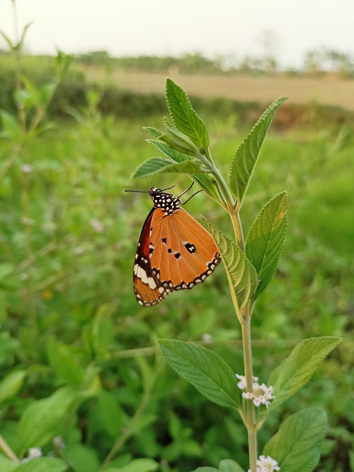 Butterfly Mobile Photography