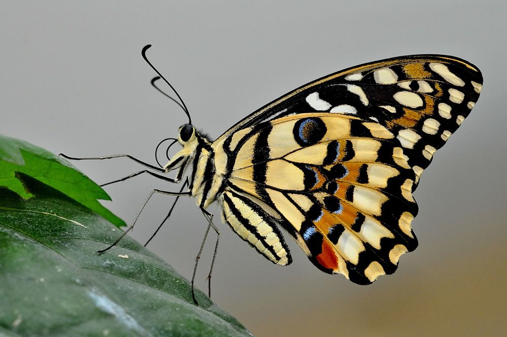Фотография автора Александр Ракович