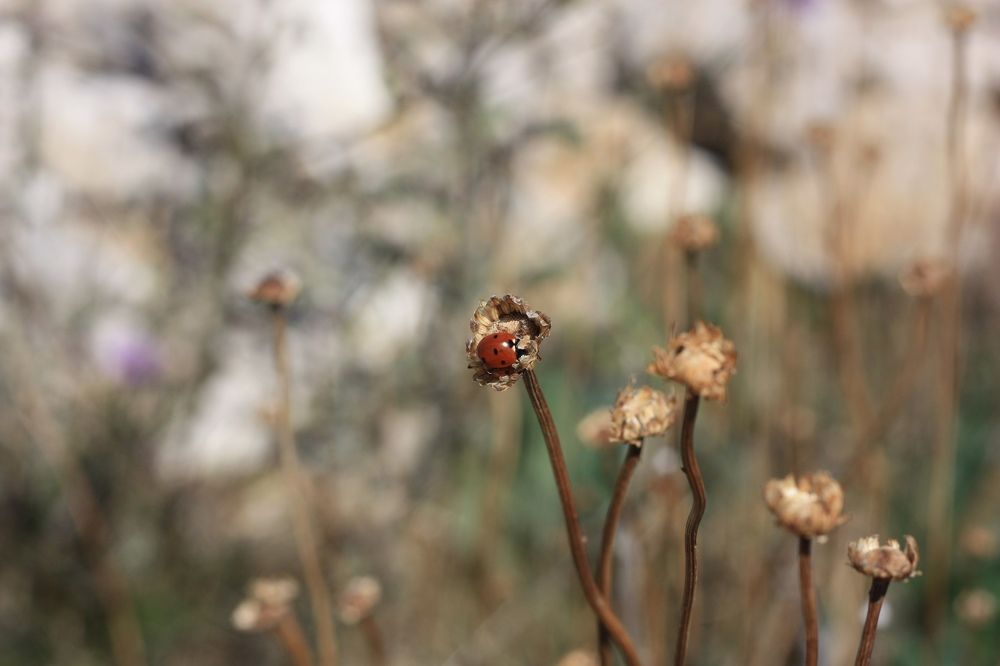 Photograph by Дарья Расшивина