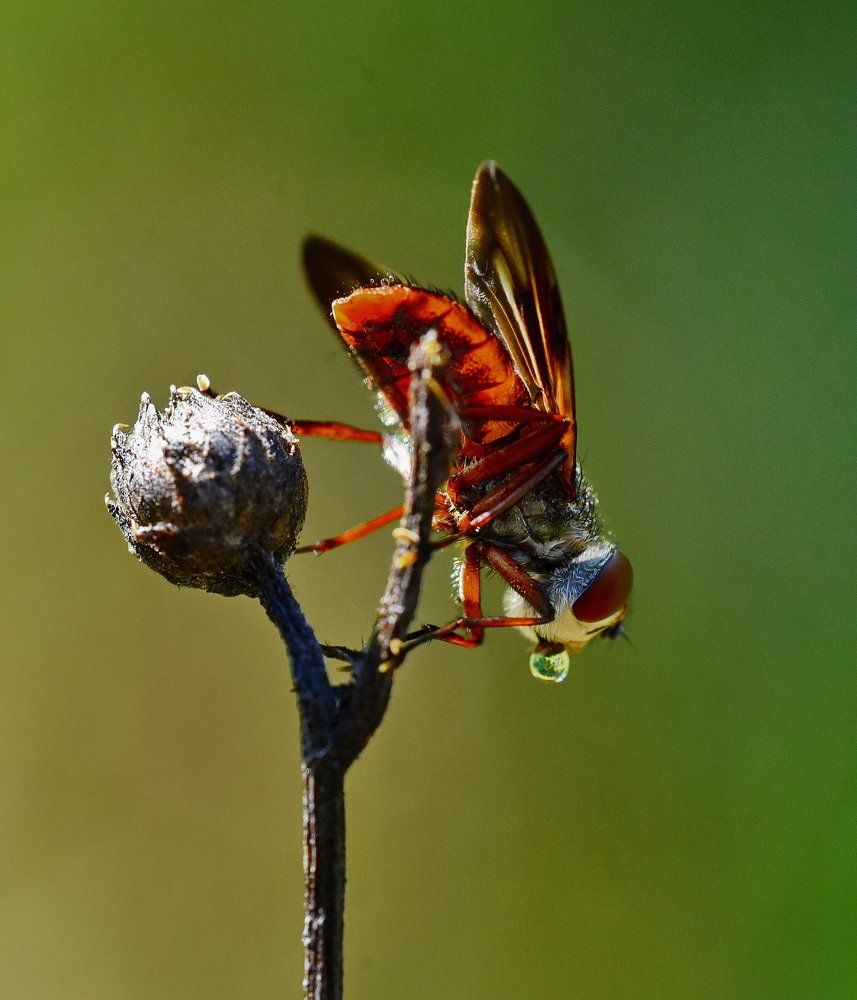 Фотография автора Александр Ракович