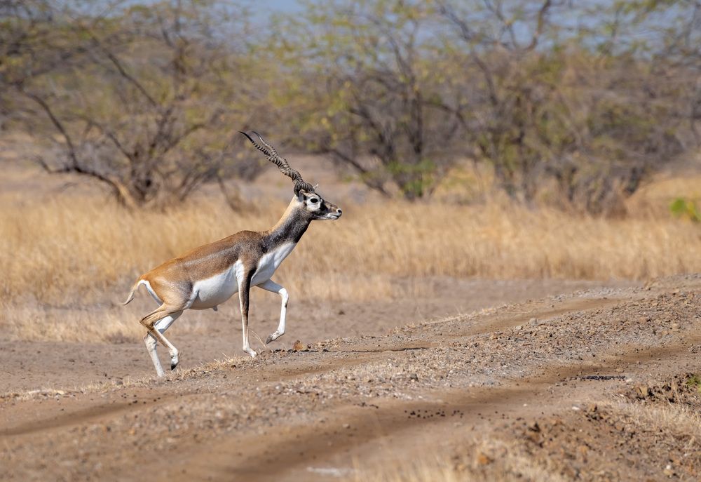 Captain is the last one to leave !!!