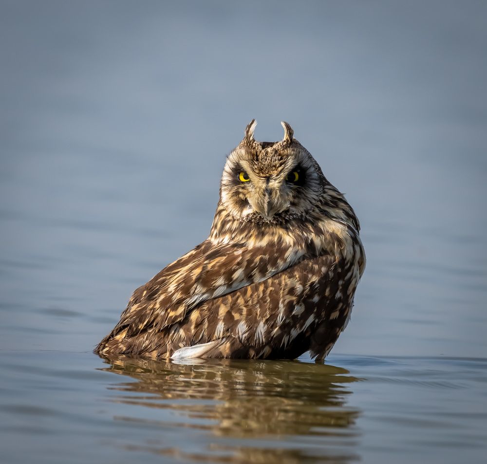 MAY DAY MAY DAY MAY DAY !!!