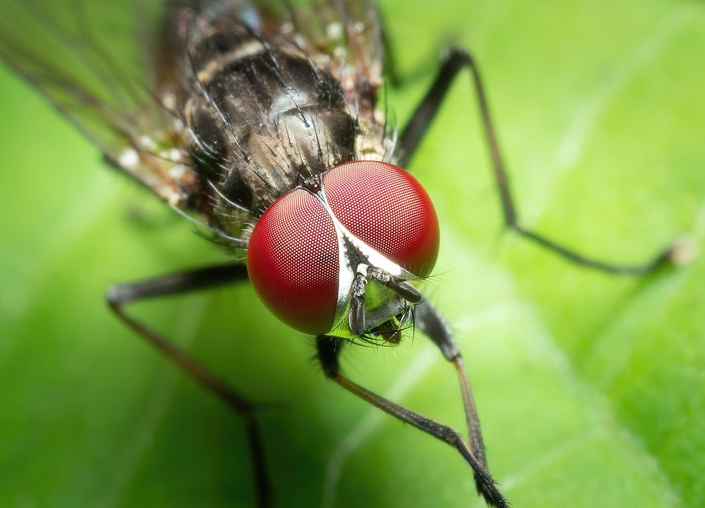 Фотография автора Олесь Парицкий