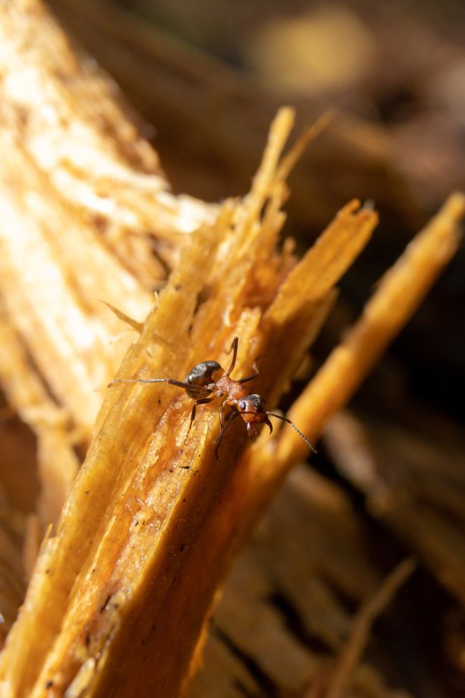 Рыжий лесной муравей (Карелия)