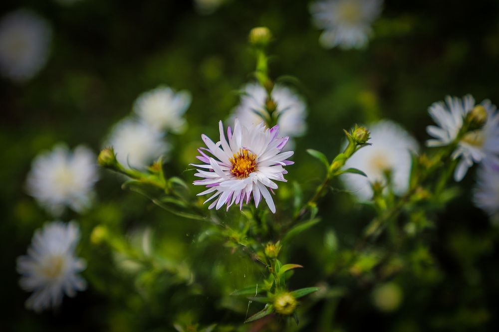 Фотография автора Юрий Фефилов