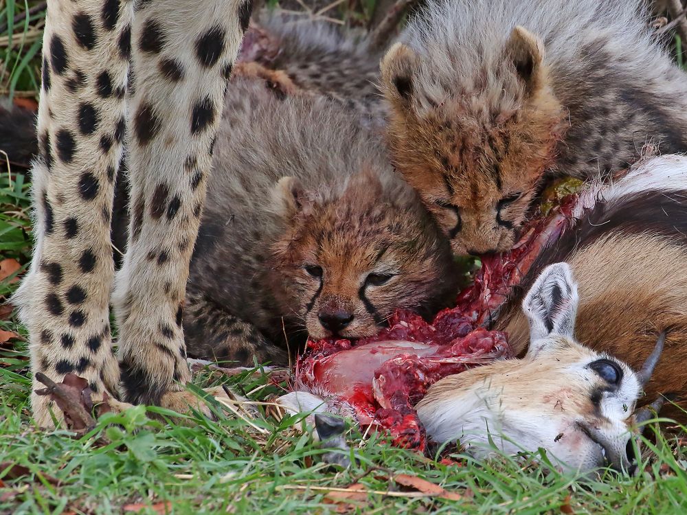 The hunter... the hunted... and the motive..!