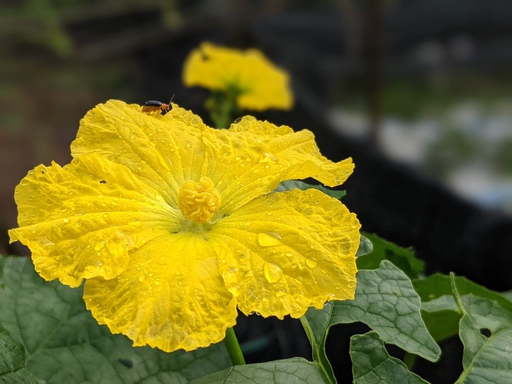 Photograph by LAM VU SON