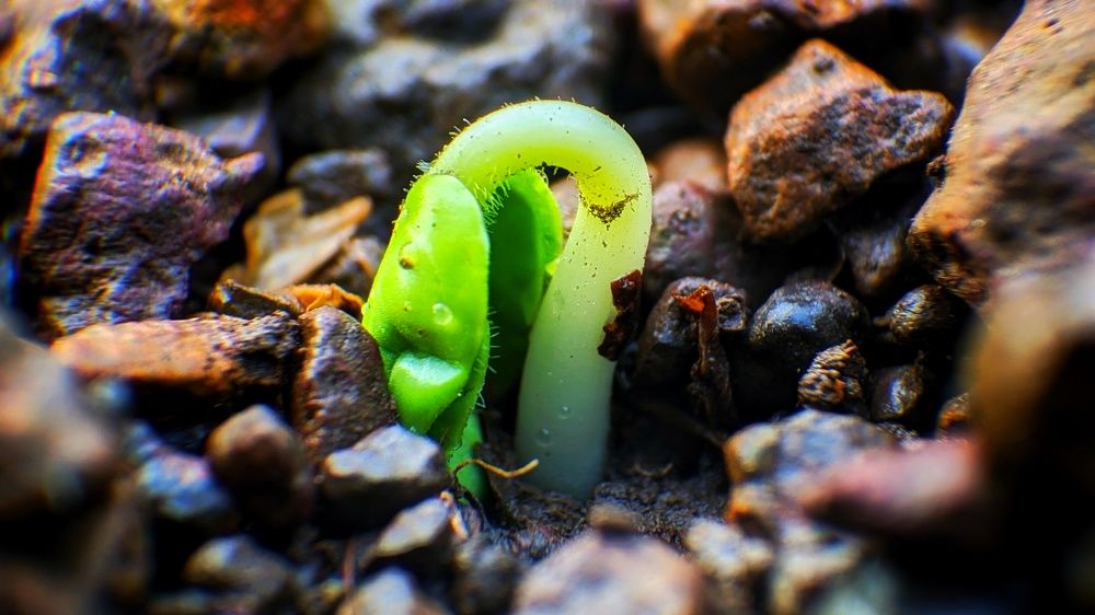 Photograph by LAM VU SON