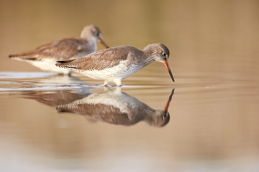 Photograph by Fabio Cartelli