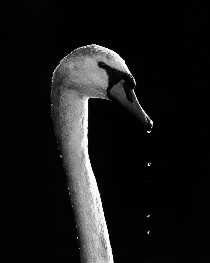 Photograph by JAMES BAILEY