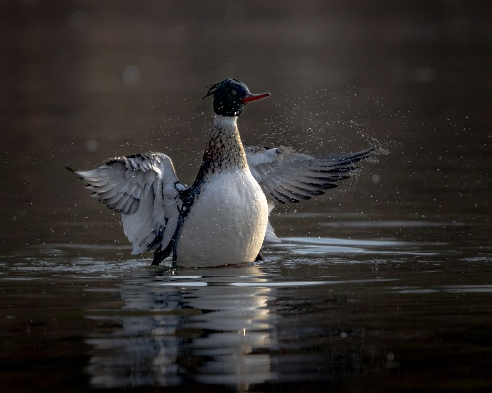 Photograph by JAMES BAILEY