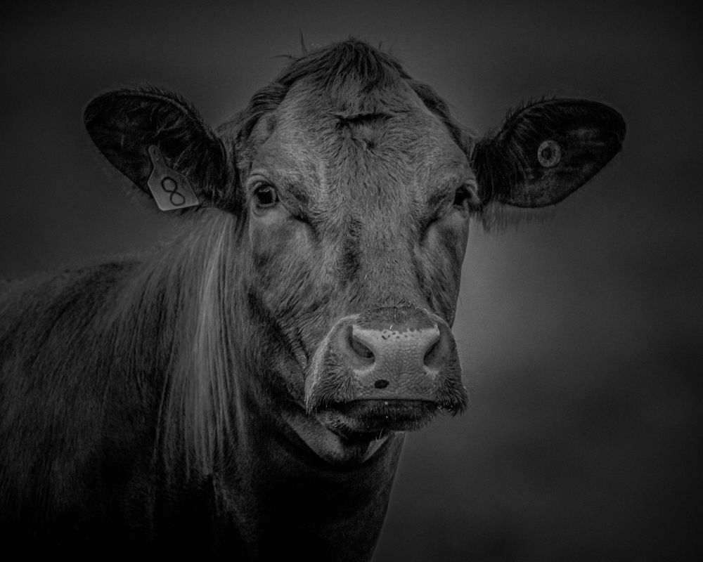 Photograph by JAMES BAILEY