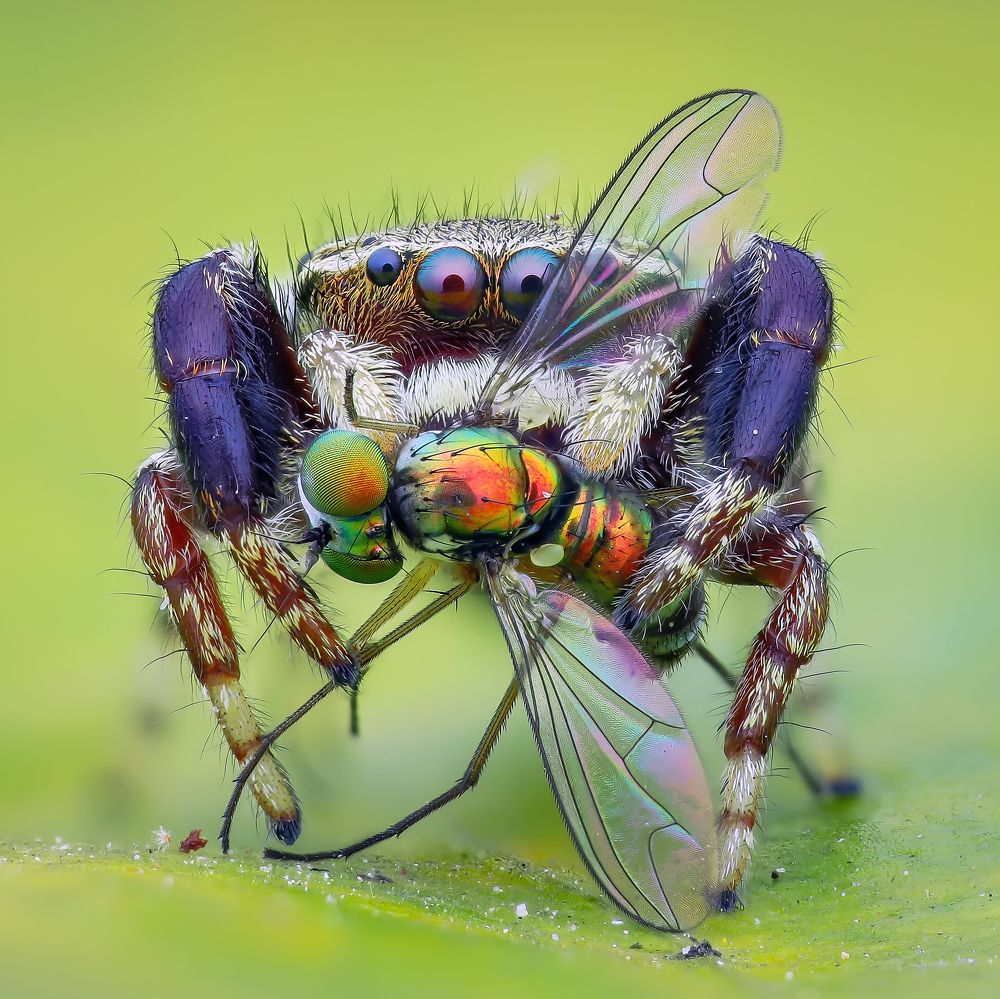 Rhene jumping spider with prey