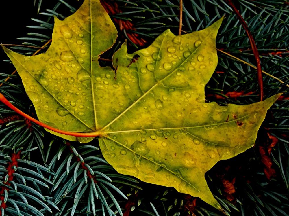 Капли  слёз  дождя!?))..