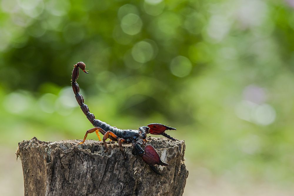 Indian black Scorpion
