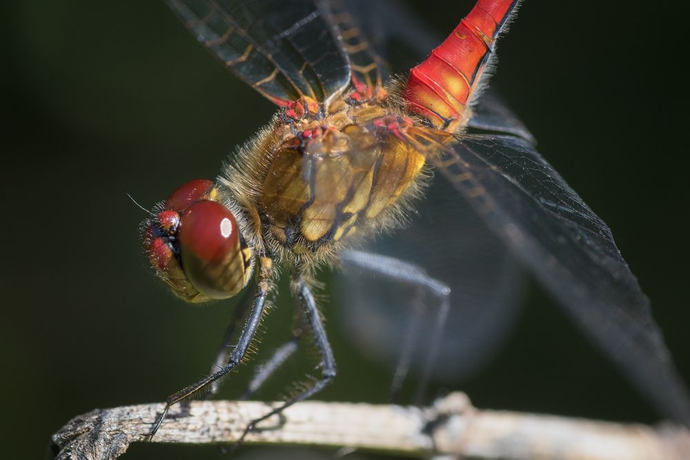 Перед полетом