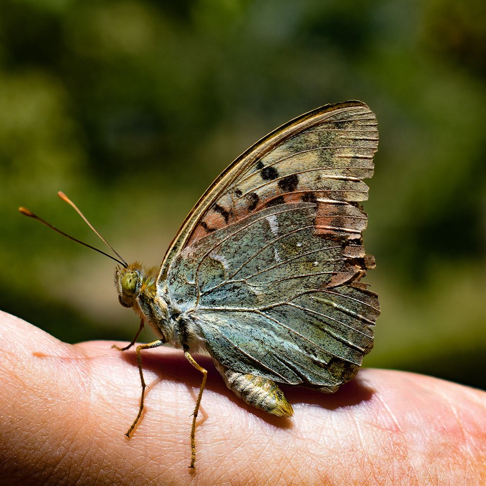 Photograph by Fatemeh Jamalian
