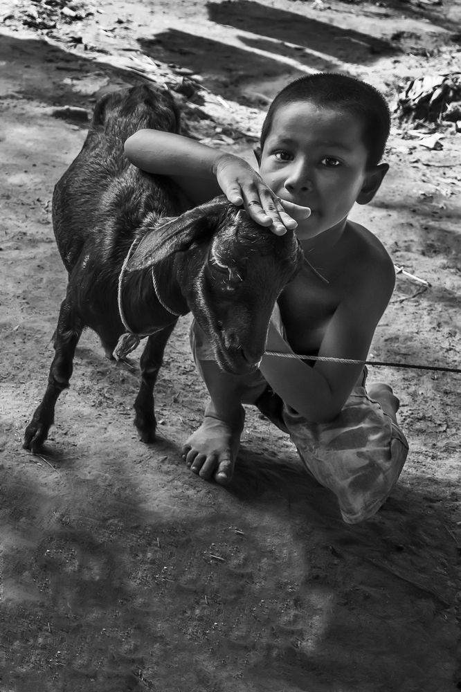 The boy play with goat