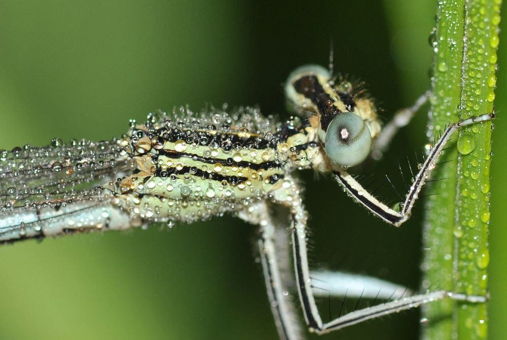 Капля макро