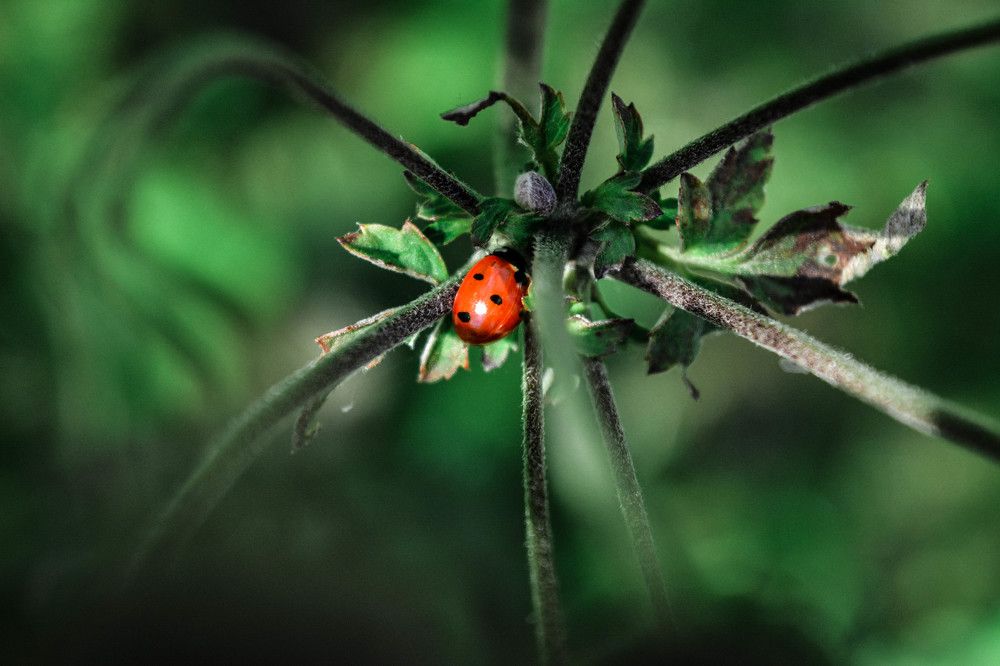 Фотография автора Оля Алехнович