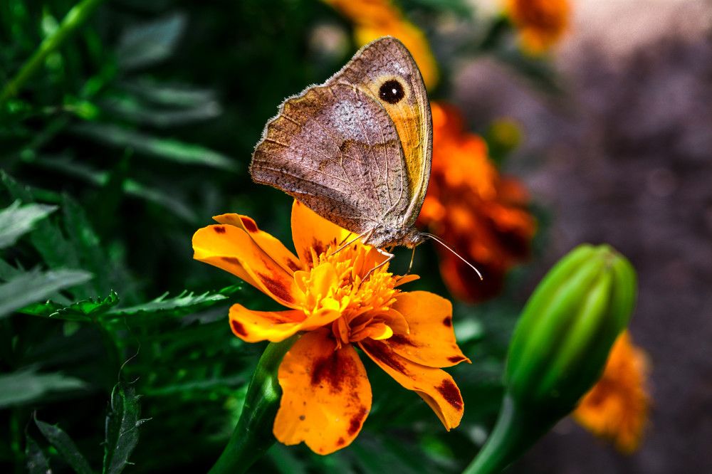 Фотография автора Оля Алехнович