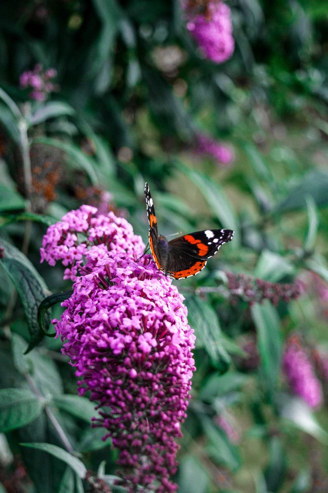 Фотография автора Оля Алехнович