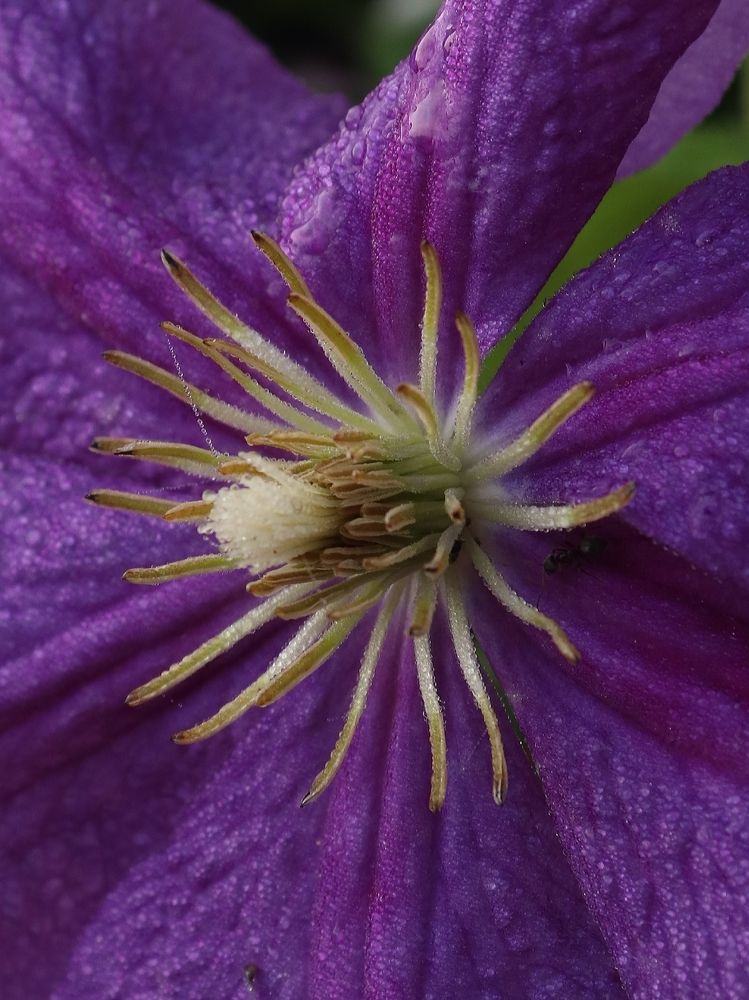 Атины глазки.