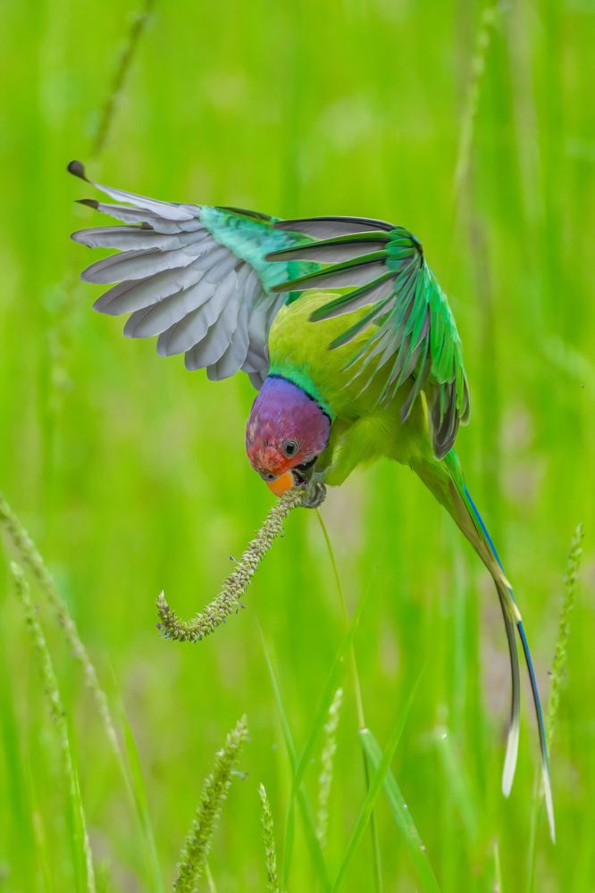 Photograph by Prabhu Kulukkallur