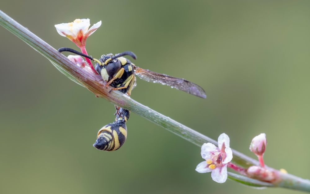 Photograph by Михаил Домешек