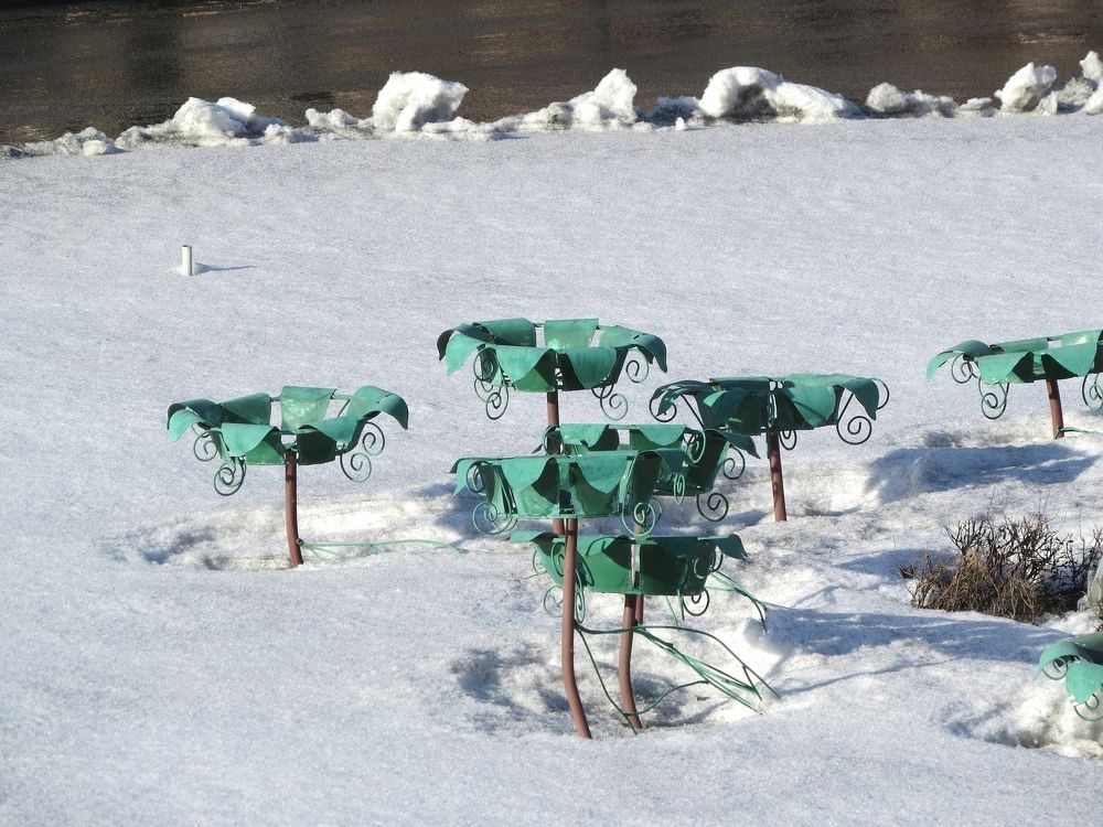 Первые подснежники