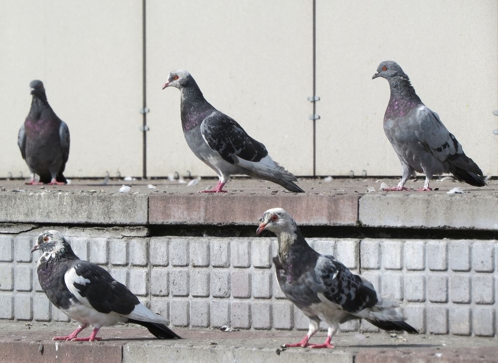 Голубиный слёт