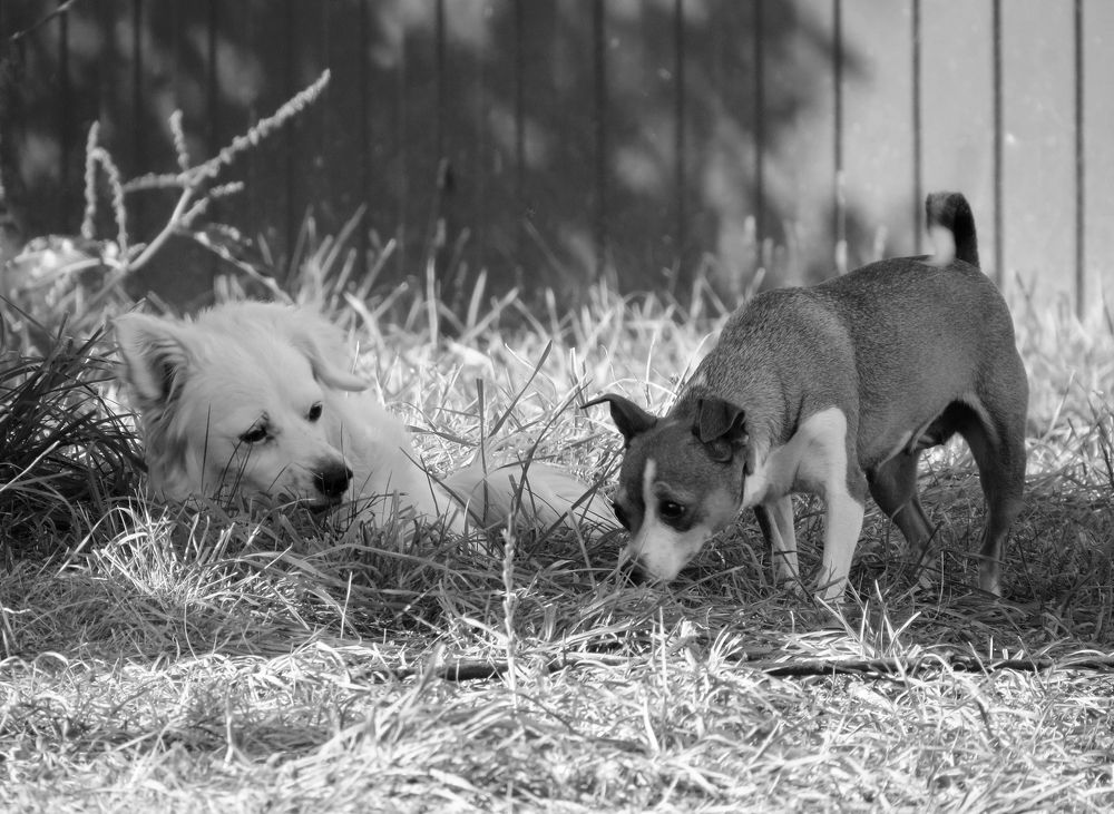 Четвероногие друзья