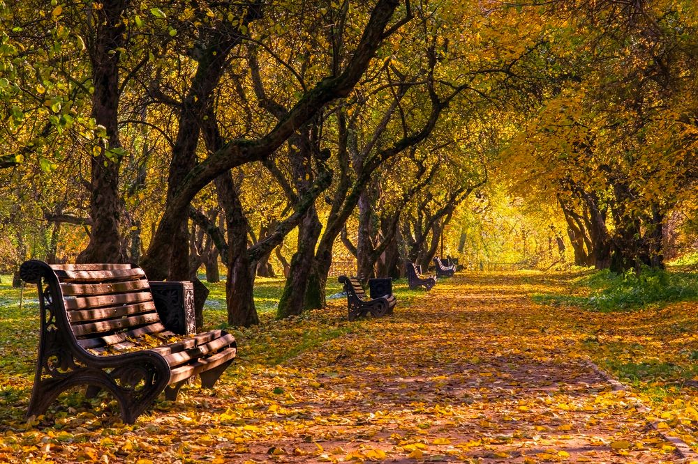 Золотая осень