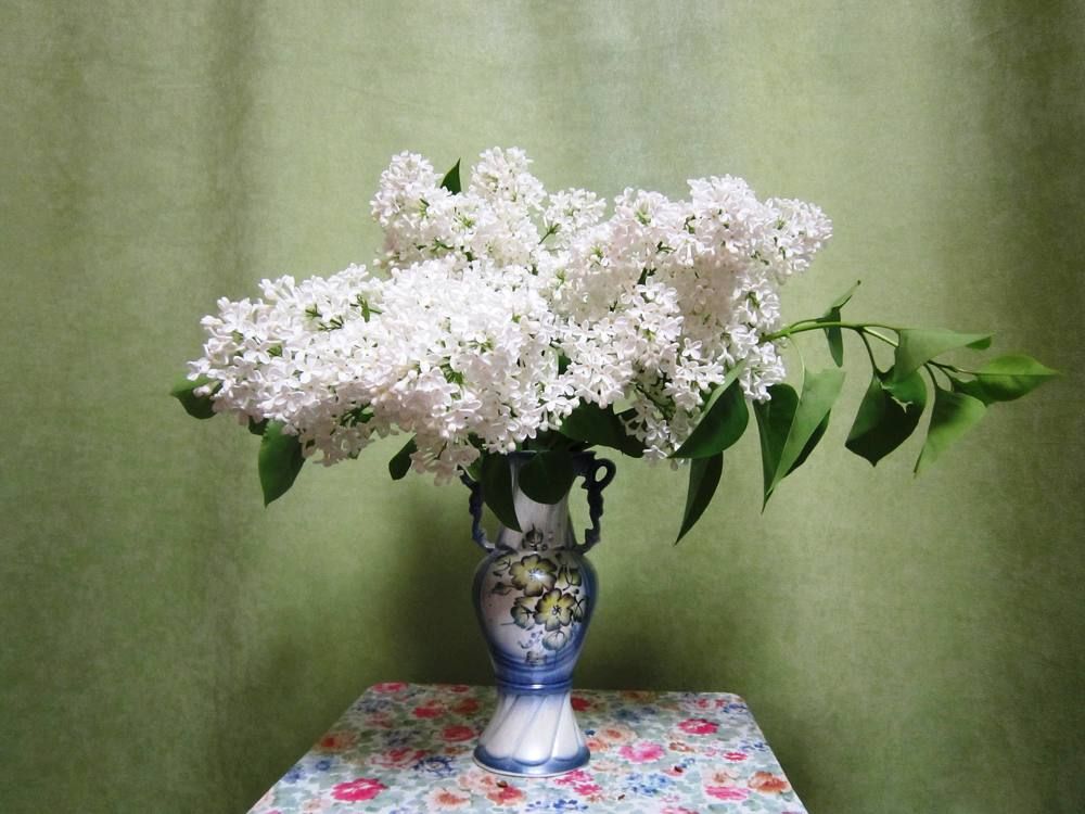 Photo #6522414