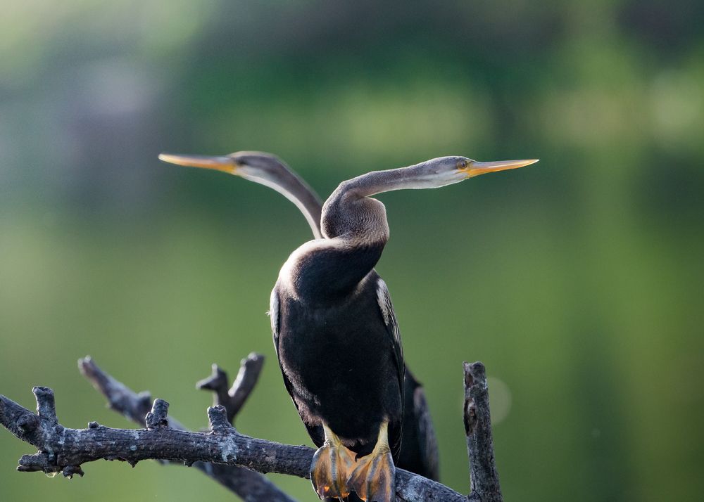 Photograph by Gimantha Perera